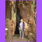 Cheryle Inside Tree.jpg